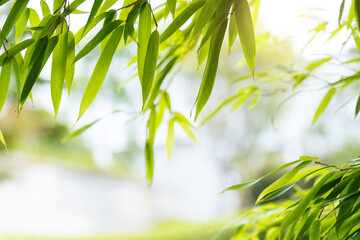 Fototapeta na wymiar Background of green bamboo leaves
