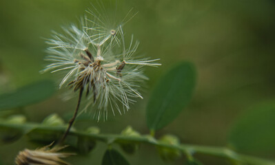 White flowers bloom in spring.