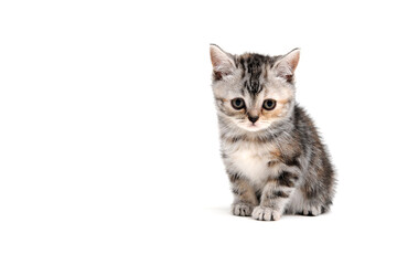 Naklejka na ściany i meble Fluffy purebred gray kitten on a white isolated background