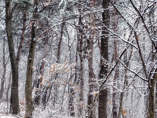 한국의 눈 내린 겨울 숲 풍경