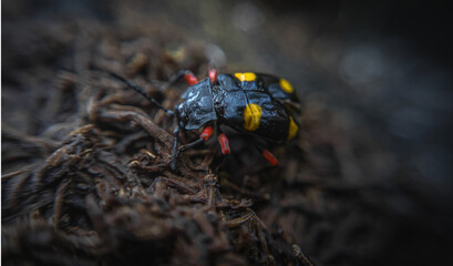 A yellow and black beetle on a black background.