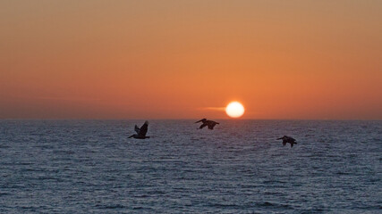Fototapeta premium Three pelicans flying over the Pacific Ocean at sunset on the California central coast at Big Sur in the United States