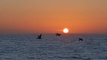 Three pelicans flying over the Pacific Ocean at sunset on the California central coast at Big Sur in the United States