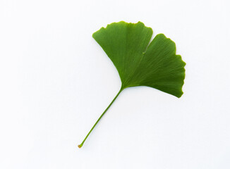Ginkgo leaf on white background