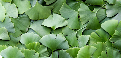 A pile of green ginkgo leaves