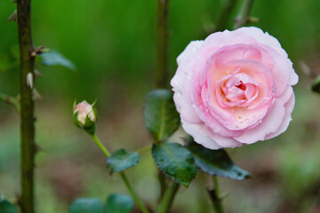 Pink rose flower blooming in the garden