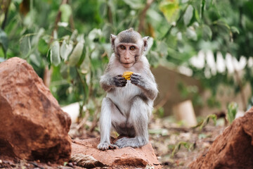 Portrait of rhesus macaque eating