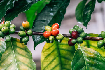 Coffee tree with green coffee beans on the branch - obrazy, fototapety, plakaty