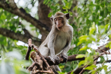 Cute macaque in the forest