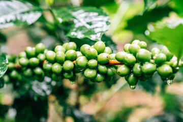 Coffee tree with green coffee beans on the branch