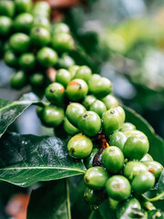 Coffee tree with green coffee beans on the branch