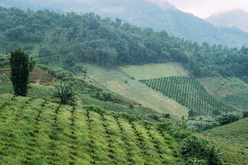 Fototapeta na wymiar Chilli farm in beautiful valley in Thailand