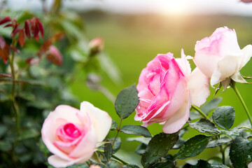 Pink rose flowers blooming in the garden