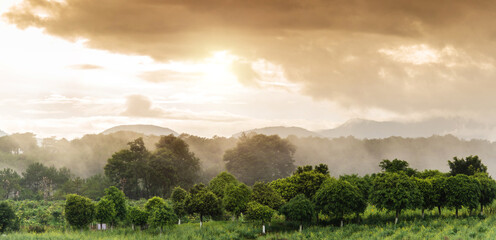 Naklejka premium Landscape of mountain forest under orange sky