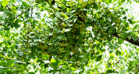 Fototapeta na wymiar Background of ginkgo leaves and fruits