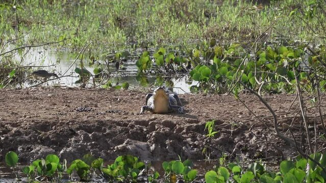 Caiman at the river banks of the Transpantaneira gravel road towards Porto Jofre through the Pantanal, the biggest swamp area of the world in Brazil, relaxing and sunbathing.