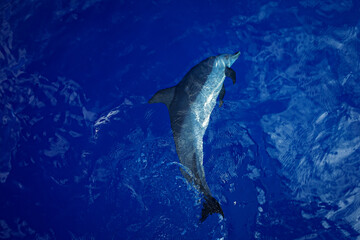 Fototapeta premium Wild Spotted Dolphins Swimming in Hawaii 