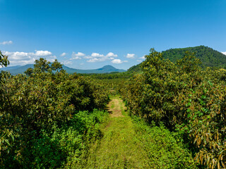AVOCADO FARMS IN MEXICO 