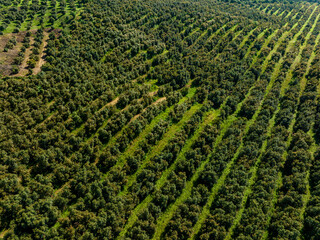 AVOCADO FARMS IN MEXICO