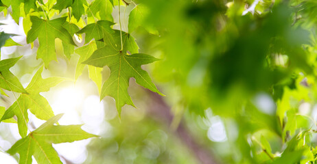 Background of green maple leaves