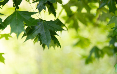 Fototapeta na wymiar Background of green maple leaves