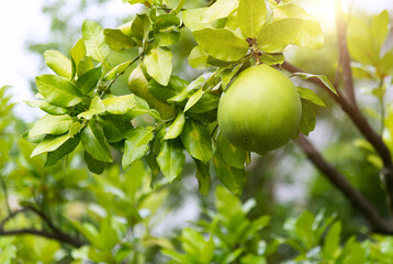 Pomelo fruit hanging on the tree