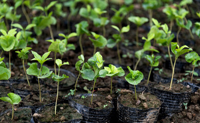 Coffee seedlings in the plantation