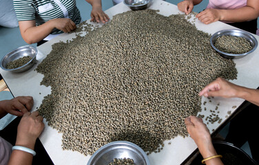 Background of green coffee beans