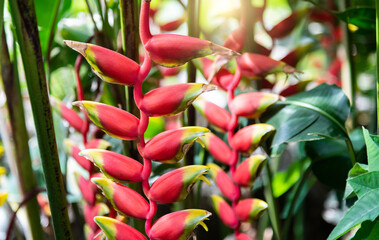 Background of beautiful heliconia rostrata