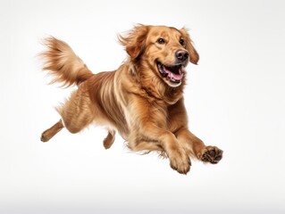 PHOTOREALISTIC PHOTOGRAPH OF FULL BODY GOLDEN RETRIEVER dog JUMPING WITH WHITE BACKGROUND