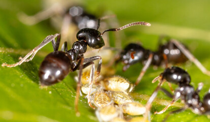 Close-up of ants and aphids on a leaf. Macro