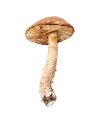 Boletus mushroom isolated white background