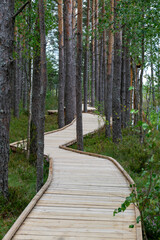 Fototapeta premium Landscape with a wooden footbridge in a swampy forest, tourist infrastructure, opportunity to get to know nature