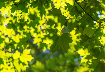 Fototapeta na wymiar Green maple leaves on a tree in nature