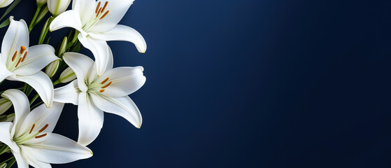Fototapeta na wymiar minimalistic lilies with dark blue background with copy space