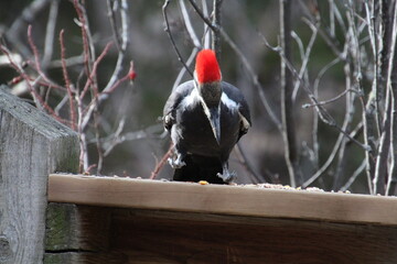 Pileated Woodpecker On The Move, Whitemud Park, Edmonton, Alberta
