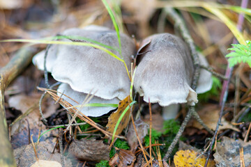 close-up of marsh plants, grass, moss, lichen, forest and marsh vegetation, rainy and cloudy day,