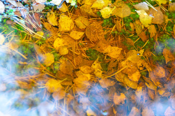 reflections of different leaves, grass, sand in the dark water of the swamp