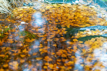 reflections of different leaves, grass, sand in the dark water of the swamp