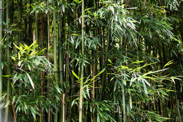 Background of green bamboo forest