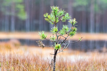 swamp pines, grass, mosses, lichens, forest and swamp vegetation, rainy and cloudy day, - obrazy, fototapety, plakaty