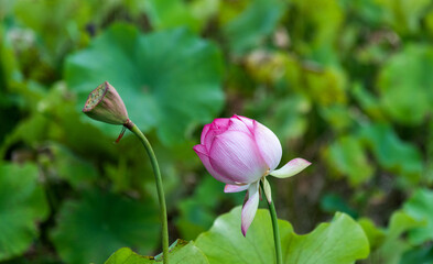 Lotus flower and seedpod on the pond