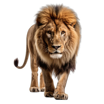 Lion Walking in Front View Isolated on Transparent or White Background, PNG © Custom Media