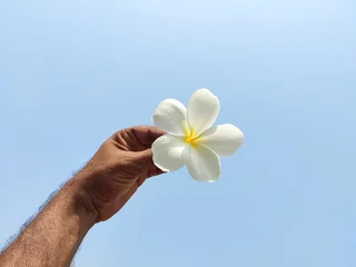Zelfklevend Fotobehang plumeria flower in the hand,background sky  © Kanhaiyalal