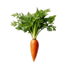 Carrot with Leafy Top Isolated on Transparent or White Background, PNG