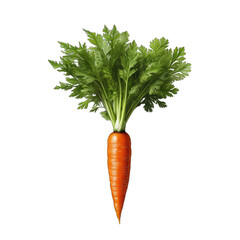 Single Carrot with Leafy Top Isolated on Transparent or White Background, PNG