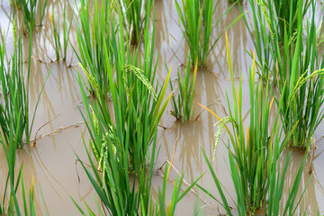 Obraz premium Background of green rice field