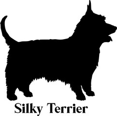 Silky Terrier Dog silhouette dog breeds logo dog monogram logo dog face vector
