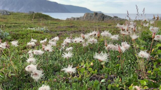 Mountain Avens (White Dryad) on a Meadow by the Shore of the Barents Sea on a Windy Late Summer Day