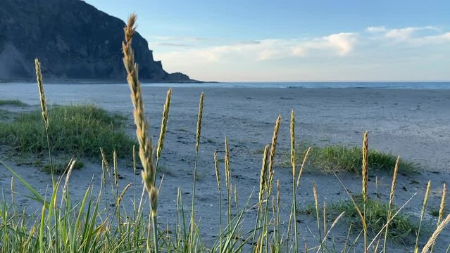 Lyme Grass on the Sandy Beach by the Barents Sea near the City of Berlev&aring;g on a Calm and Beautiful Summer Evening
